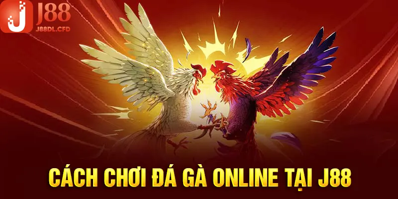 Cách Chơi Đá Gà Online Tại J88 Dành Cho Mọi Người Chơi